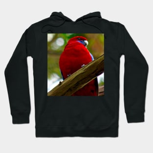 Crimson Rosella! Hoodie